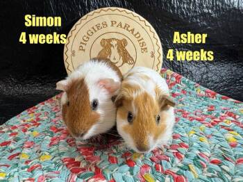 Rescue Short Haired Guinea Pigs for Adoption in Red Oak, Iowa - Simon & Asher | PetCurious